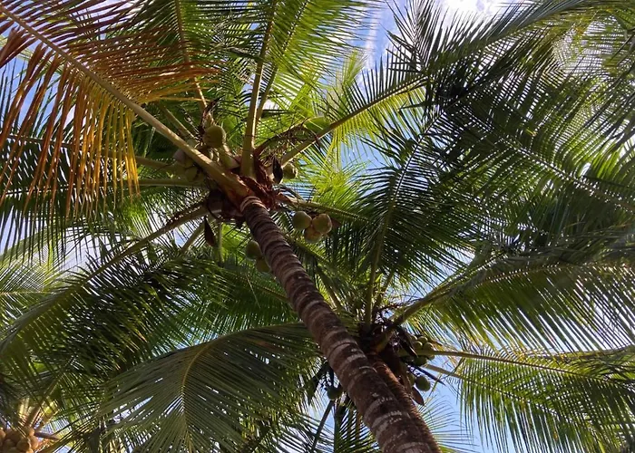 Palmetto 4*