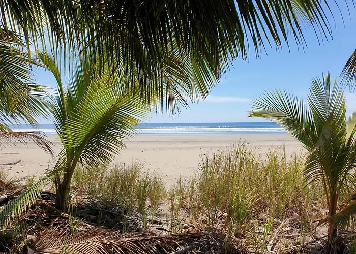Palmetto